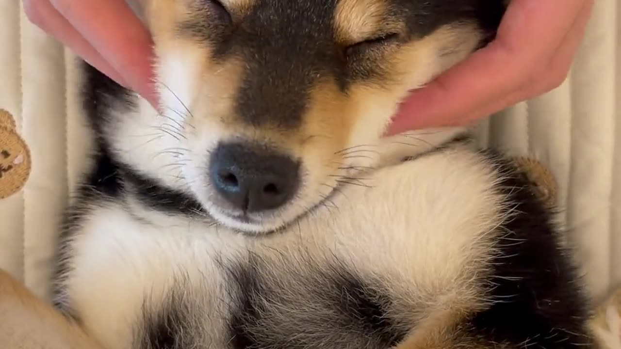 "Ultimate Puppy Spa Day: Relaxing Head Massage for Your Furry Friend! 🐶💆‍♂️"