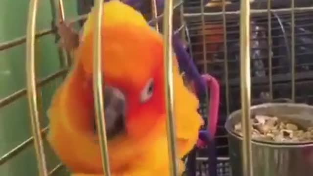 Cute Cute parrot