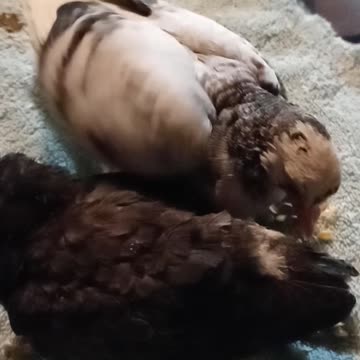 Flock it Farm: Baby Pigeons finally learn to feed themselves