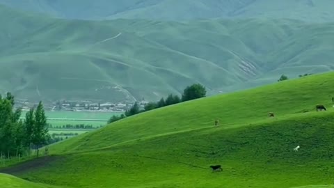 Let's take a quick trip to China's Ili Grassland