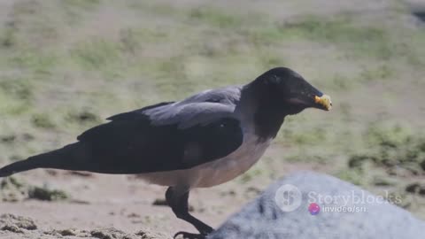 Thristy crow