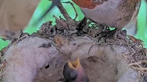 Just hatch hummingbird