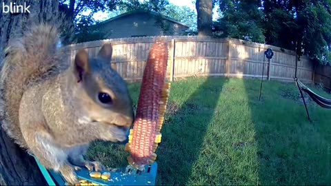 Squirrel cam