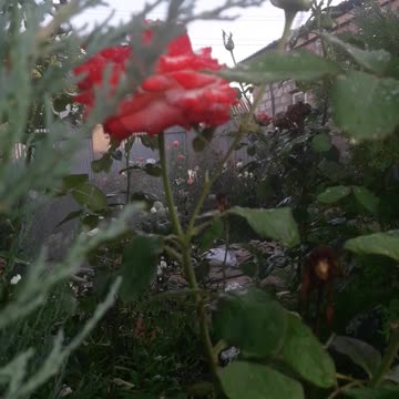 Rose and twig Skalnik