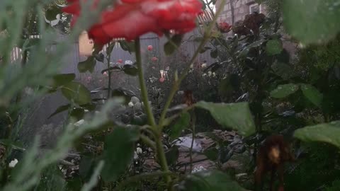 Rose and twig Skalnik