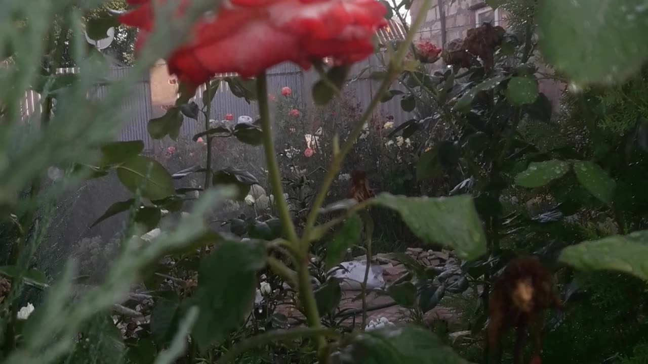 Rose and twig Skalnik