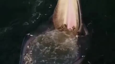 An Eden whale's net to swallow small fish #shorts #viral #shortsvideo #video