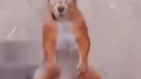 Animal dancing