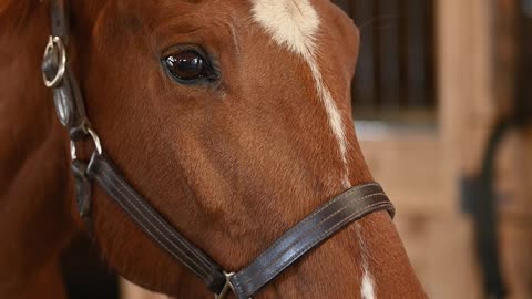 beautiful horses