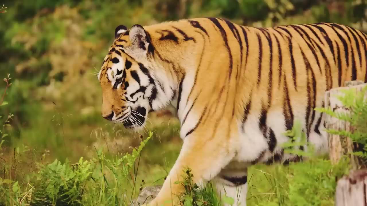 The Tigress Gave Her Cubs to This Man, Then He Did Something Unbelievable