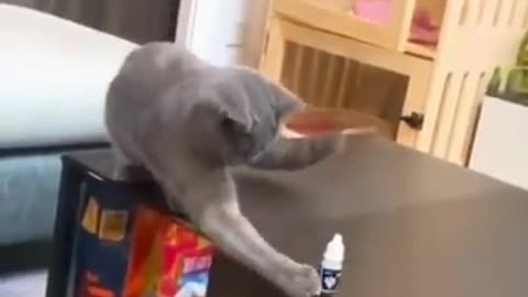 Cat funny video 🤣🤣🤣