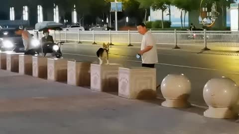 take the dog for a jump