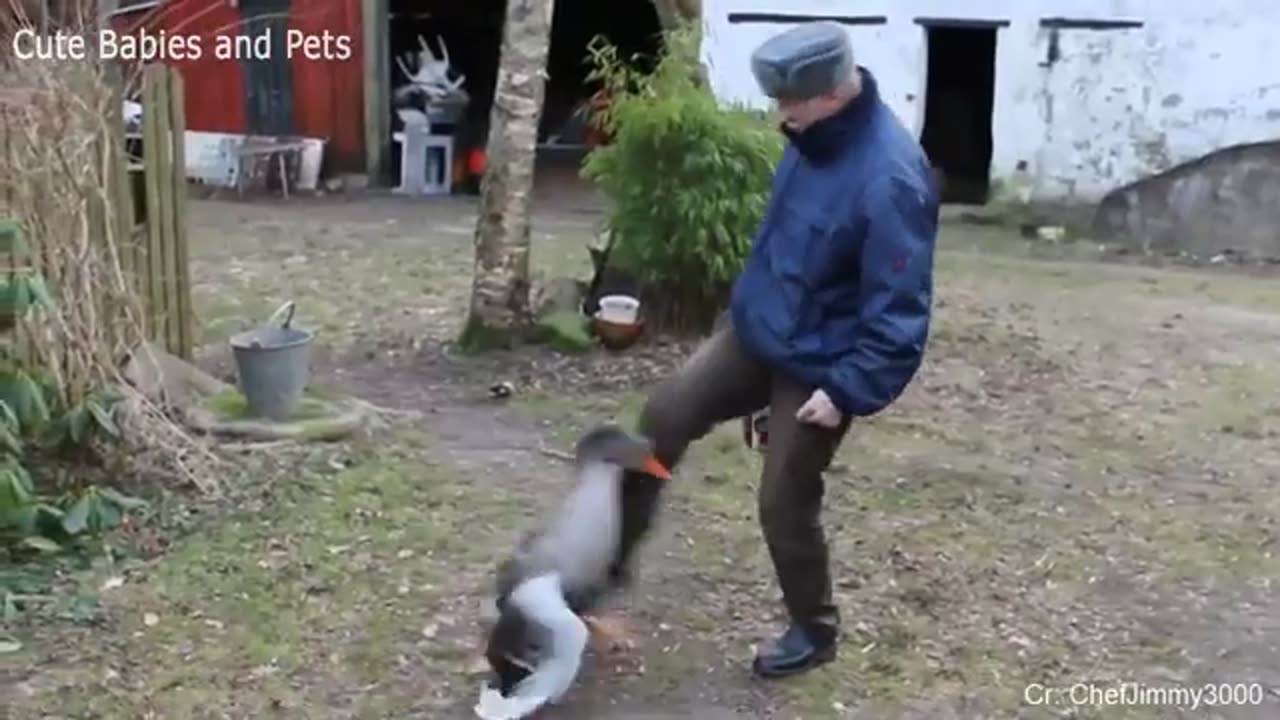 Funny Different Animals Chasing and Scaring people 2024