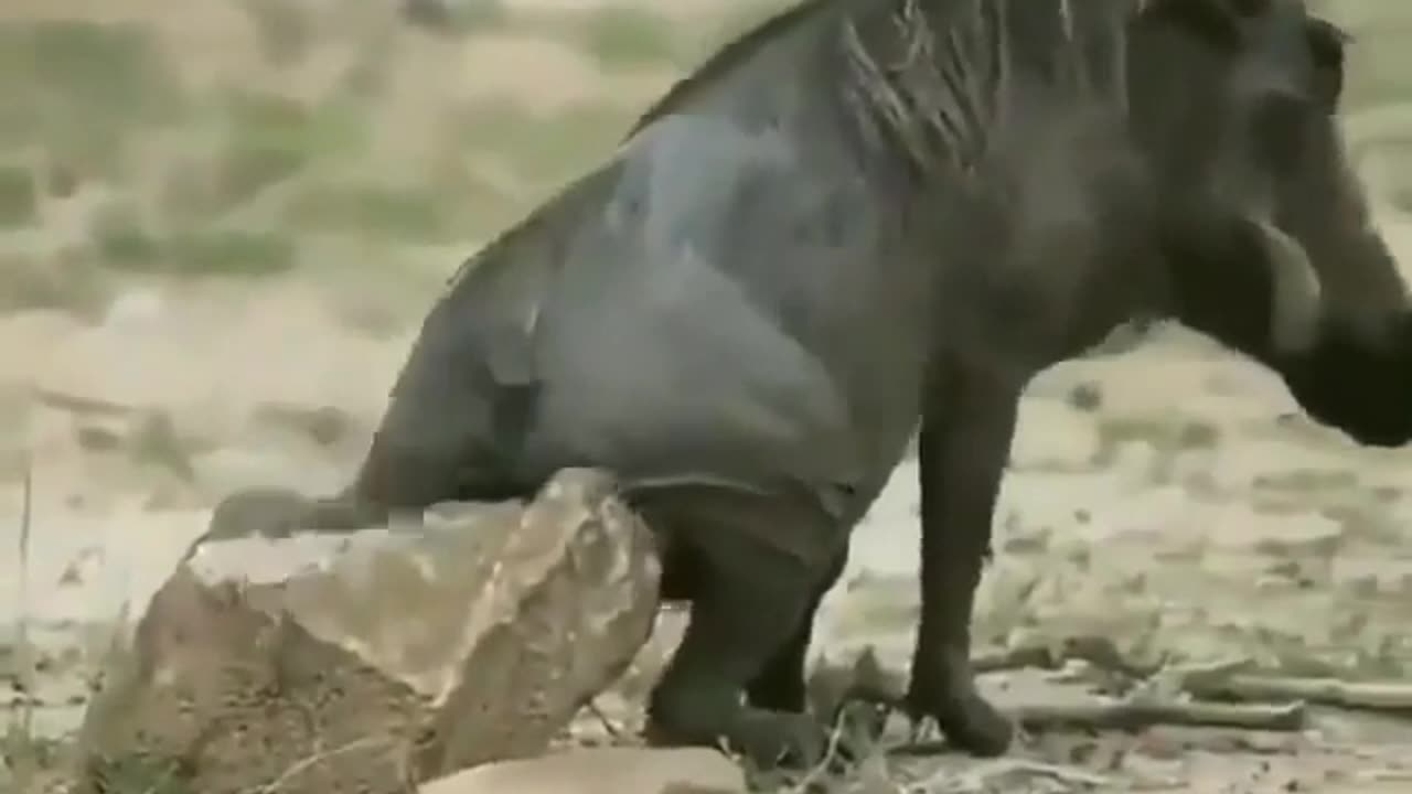 Indian wildlife