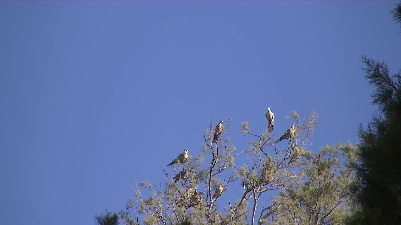 Anatwell Dove Bird Nature Wild Feathers Fauna