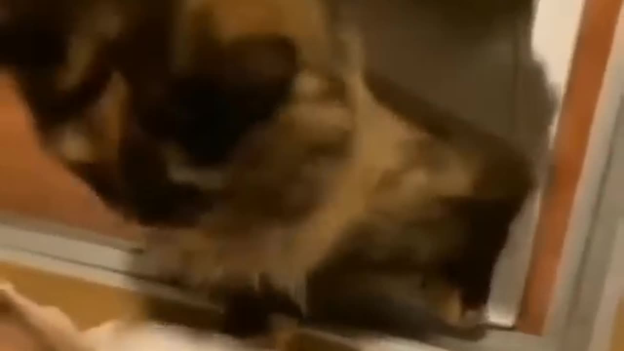 😂funny animal videos that i found for you #52😂