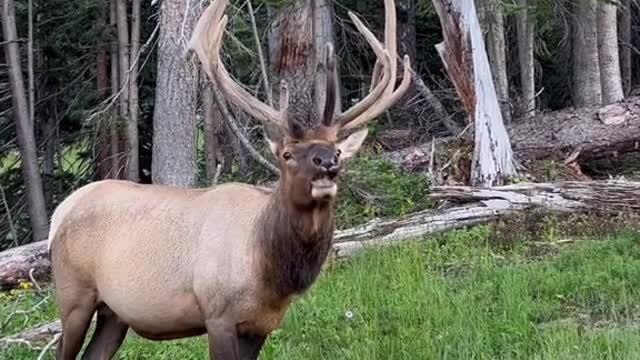 Some of the wildlife you could see in just one evening at RMNP.3。