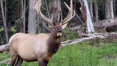 Some of the wildlife you could see in just one evening at RMNP.3。