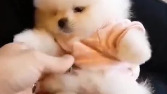 cute dog compiliation