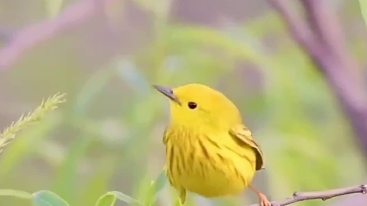 Bird on wild tree branches