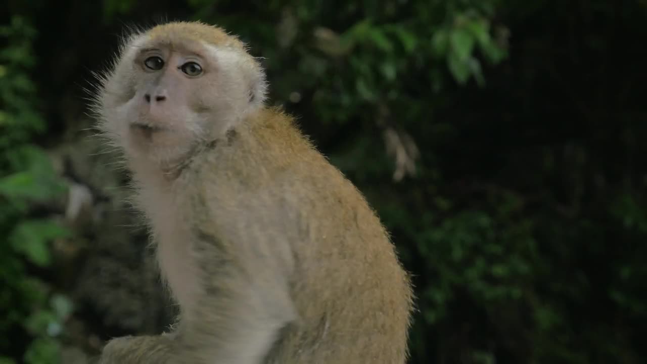 Macaque eating in Malaysia