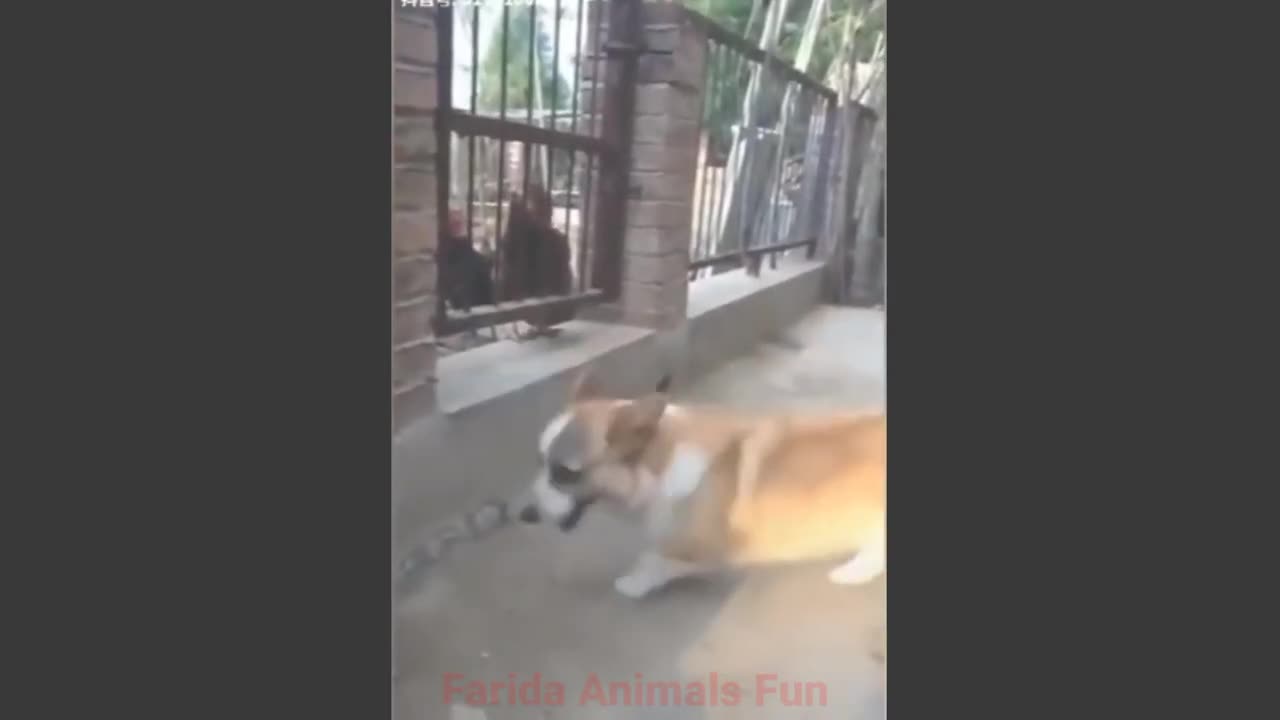 Hen vs Dog funny moments captured watch it now!!