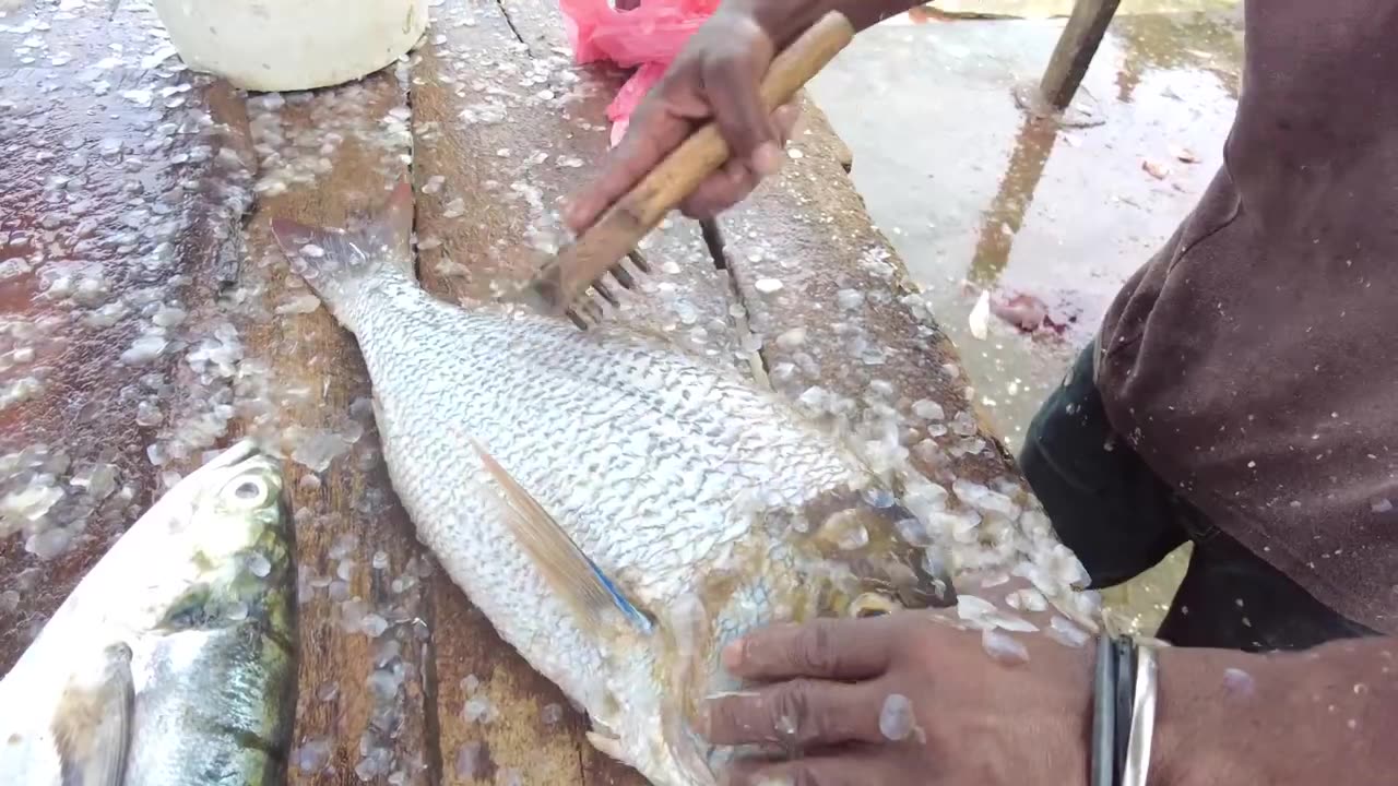 Emperor Fish Cutting Skills