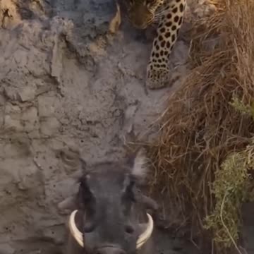 "Stealth and Grace: The Majestic Leopard in Hunting Stance"