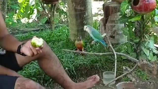 #Bird funny Moments 🤣🤣🤣