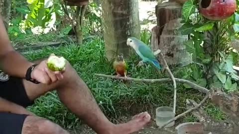 #Bird funny Moments 🤣🤣🤣