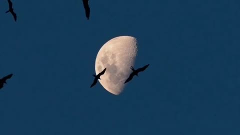 Night Beauty with bird's