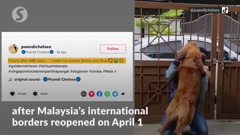 Malaysian reunited with beloved pets after returning from Singapore