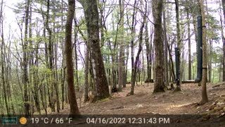 The Woods - 04/17/2022