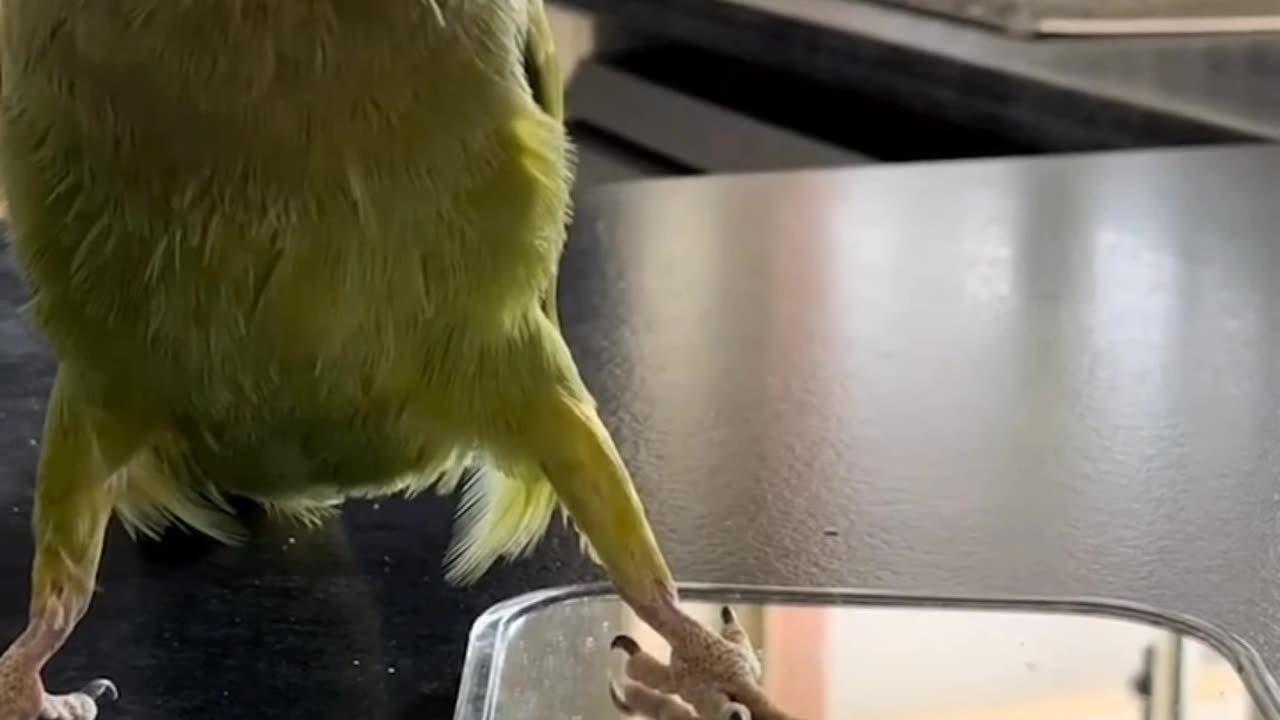 Guess whos hiding? Peek-a-boo! #indianringnecksoftiktok #parrot #cute #fyp #foryou Rio