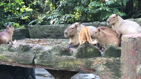 This Cat Grew Up Among Capybaras at a Zoo