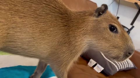 I Fed a Kitten to Capybaras