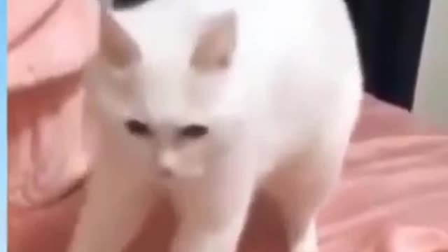 funny cat