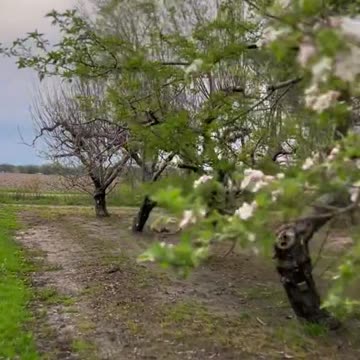 Beautiful Orchard
