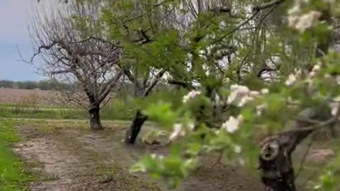 Beautiful Orchard