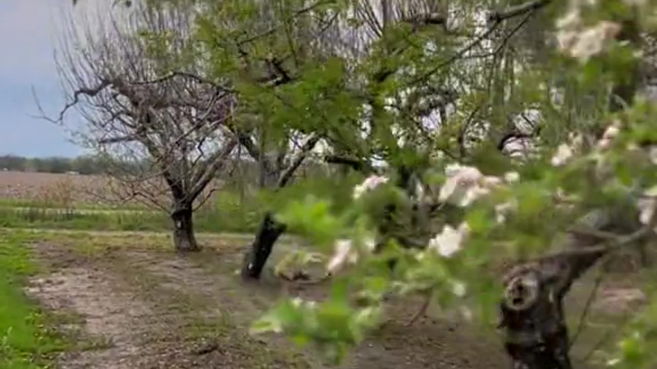 Beautiful Orchard