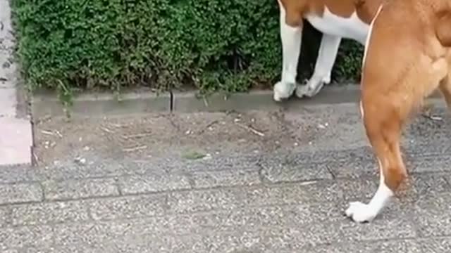 Dogs picking vegetables