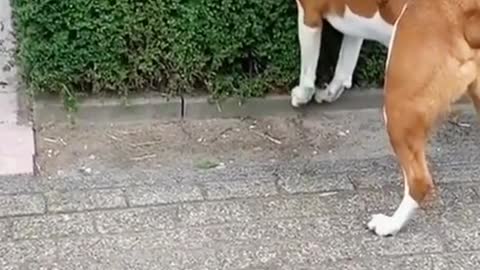 Dogs picking vegetables