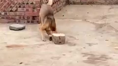 Cat and dog funny video