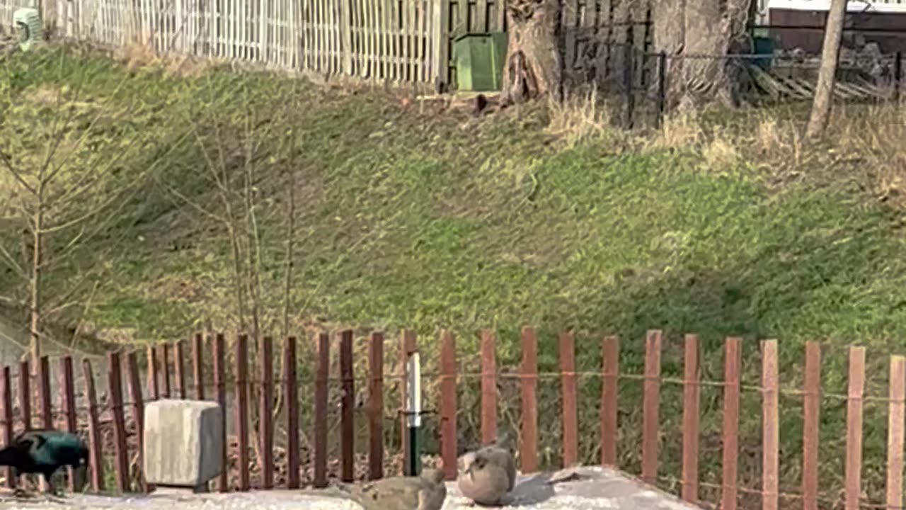 Damn Grackles always running up on my feeders