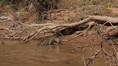 Jaguar Attacks Crocodile Cousin (EXCLUSIVE VIDEO) | National Geographic