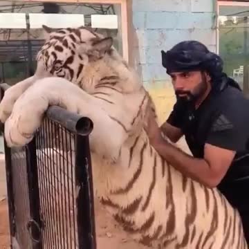 muito lindo esse tigre branco