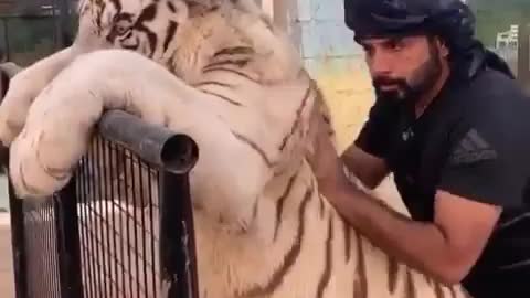 muito lindo esse tigre branco