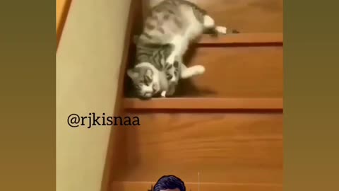 Funny 🤣 cat