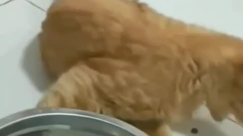 Clip viral video cat