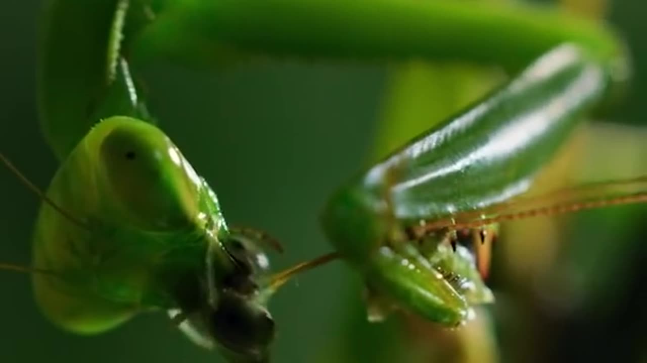 The headless mantis is being mated.The headless mantis is being mated.